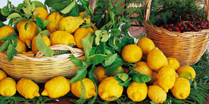 Limoni raccolti sull’isola